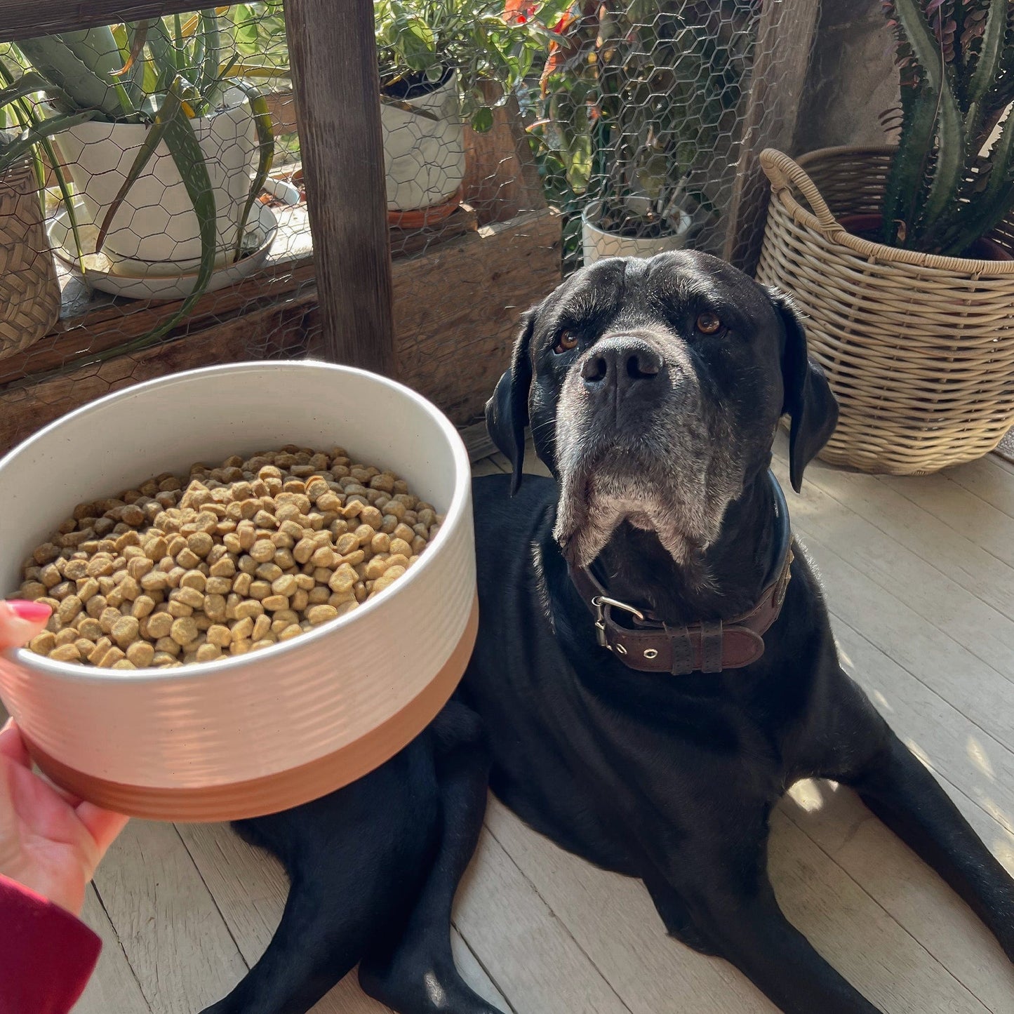 MORA CERAMICS Pet Bowls Large Pet Food Bowl - Vanilla White