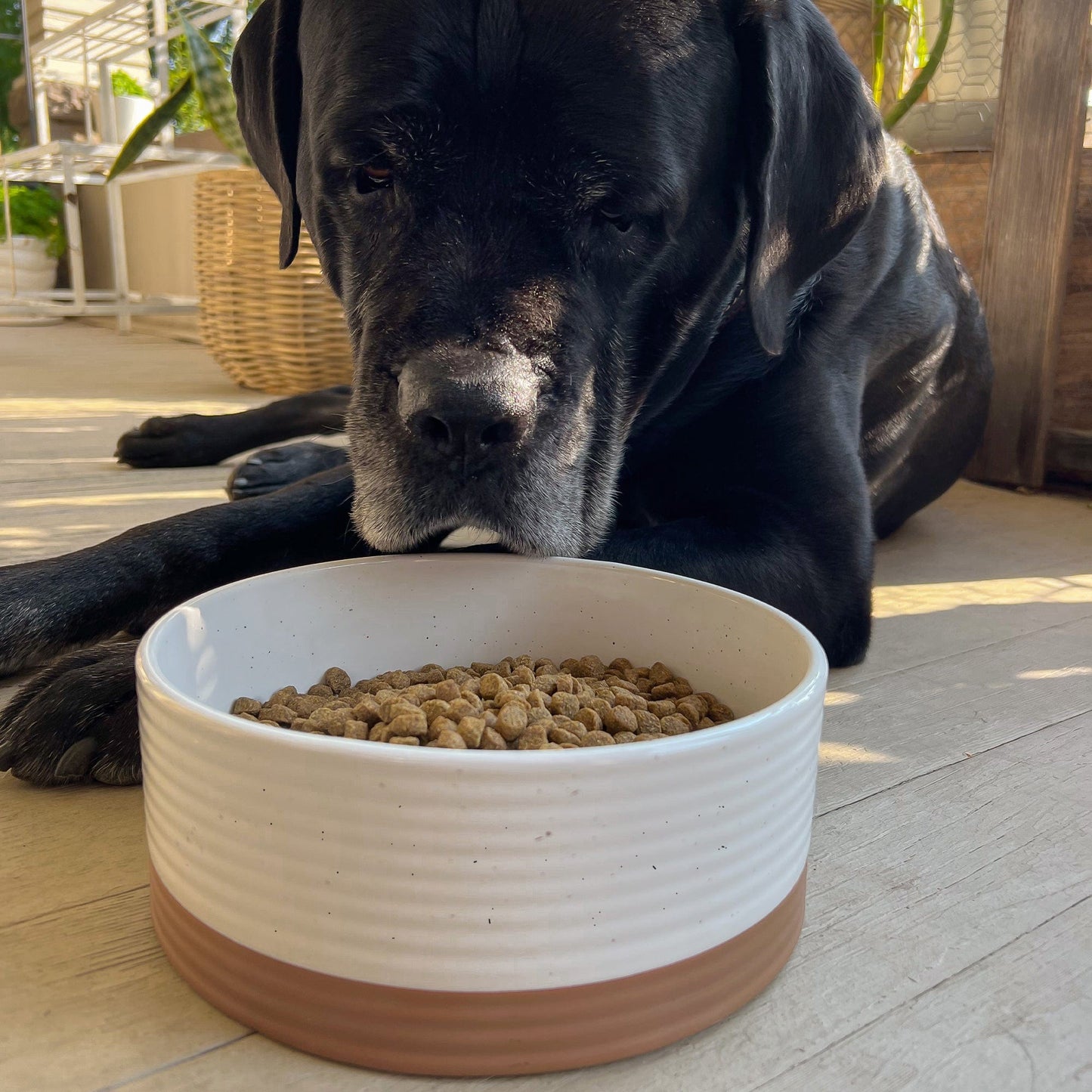 MORA CERAMICS Pet Bowls Large Pet Food Bowl - Vanilla White